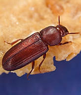 Red Flour Beetle