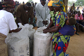 Farmers assessing cowpea