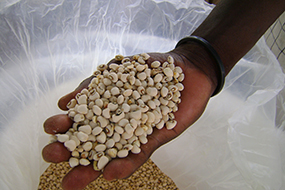 Cowpea stored in PICS bag