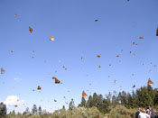 monarchs migration