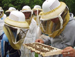 students examing hive