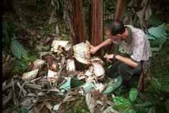 man inspecting diseased banana tree