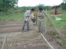 farmer inspecing bean seed