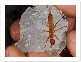 Adult female grylloblattid (ovipositor visible between the cerci)