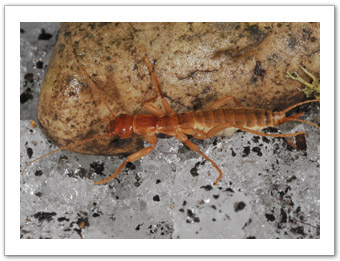 A grylloblattid forages for food on the surface of a glacier