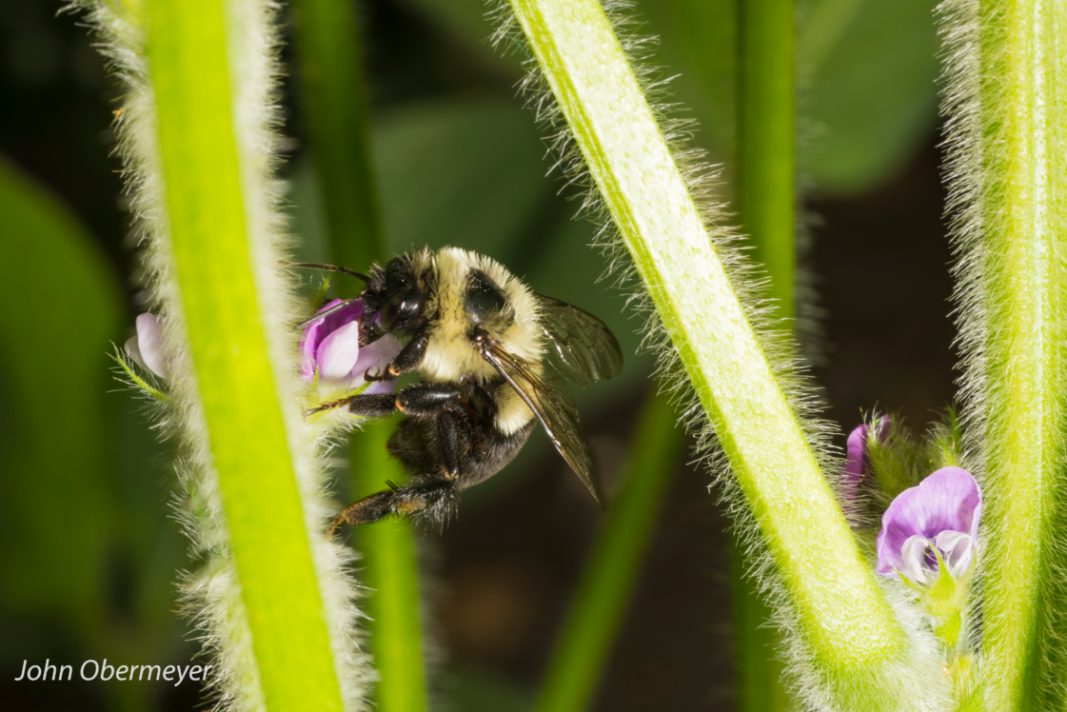 Obermeyer Bumblebee