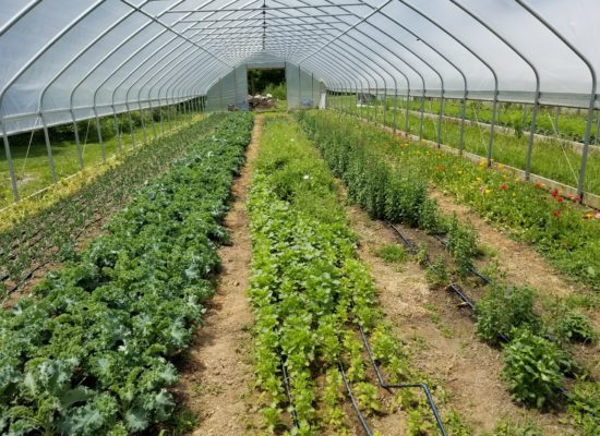 HT farm
