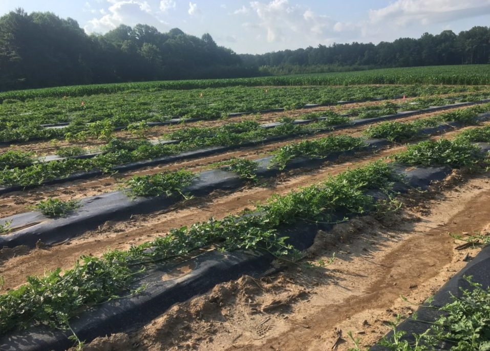 Field wide shot