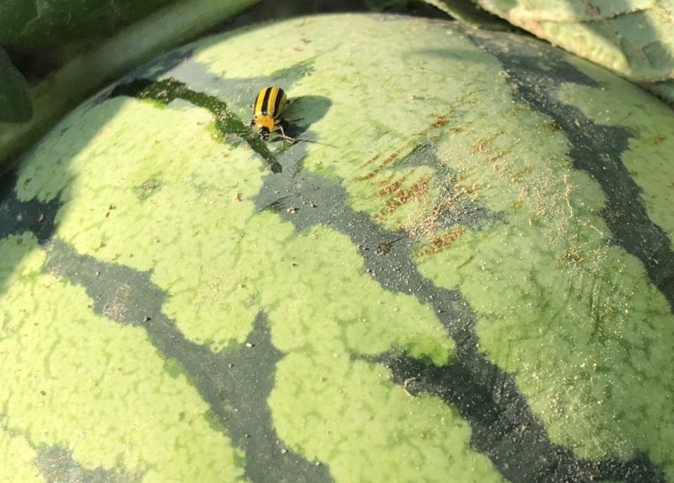 Melon Close-up