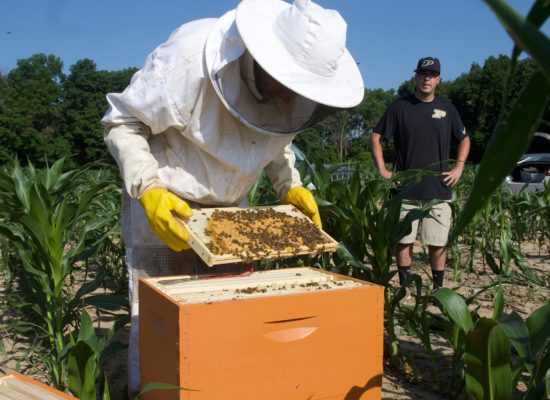 Jacob bee frame