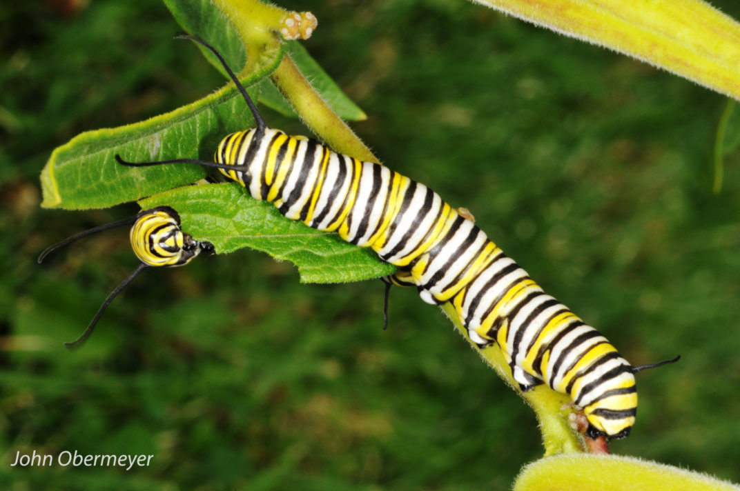 Obermeyer Caterpillar