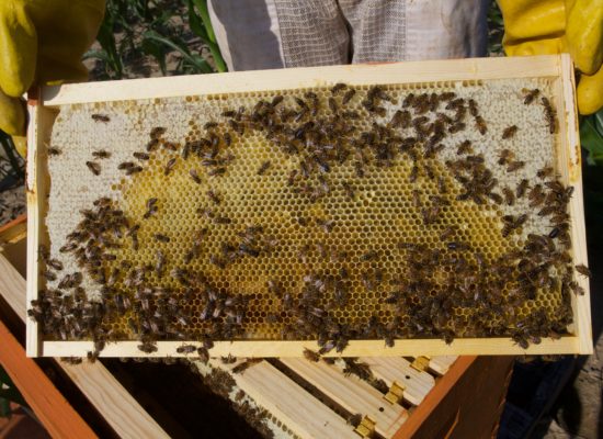 bee frame