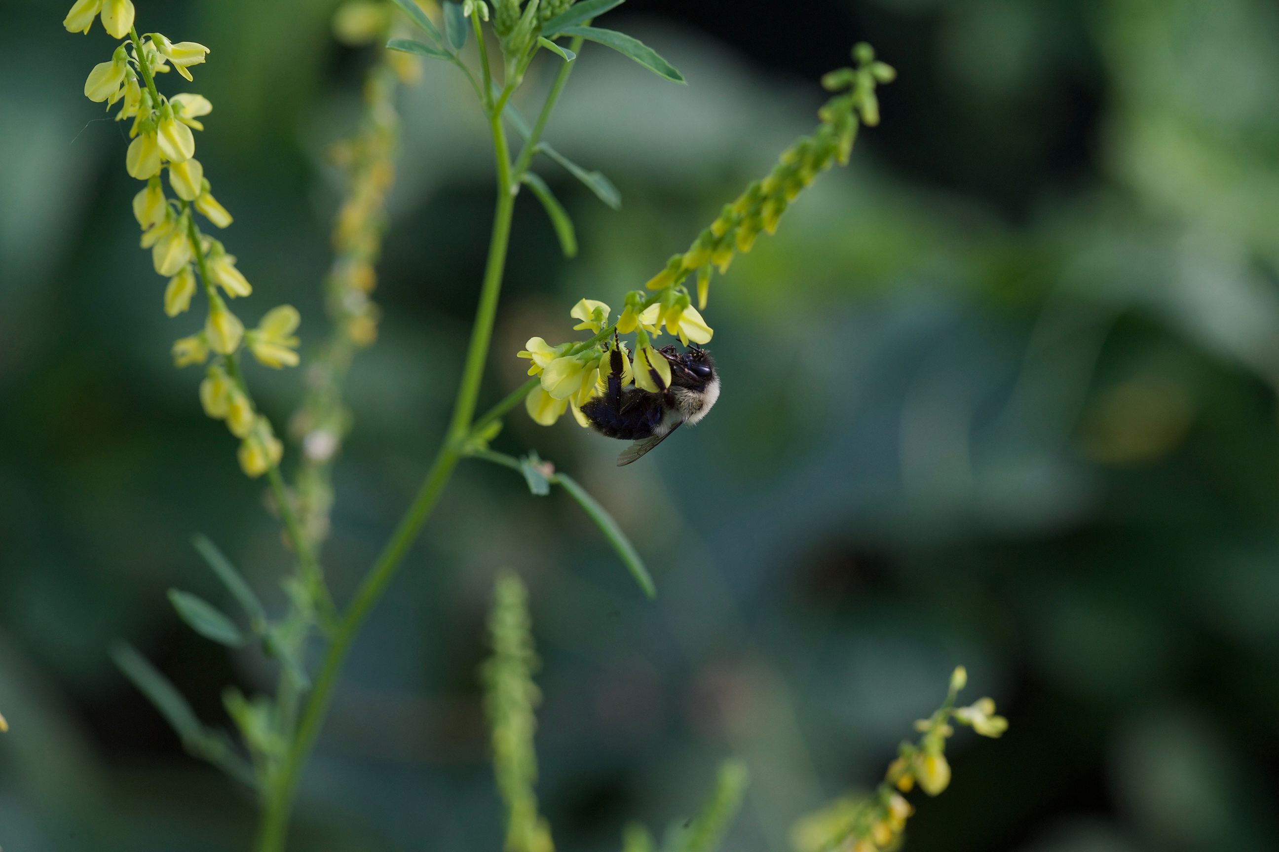 Bumblebee clover banner