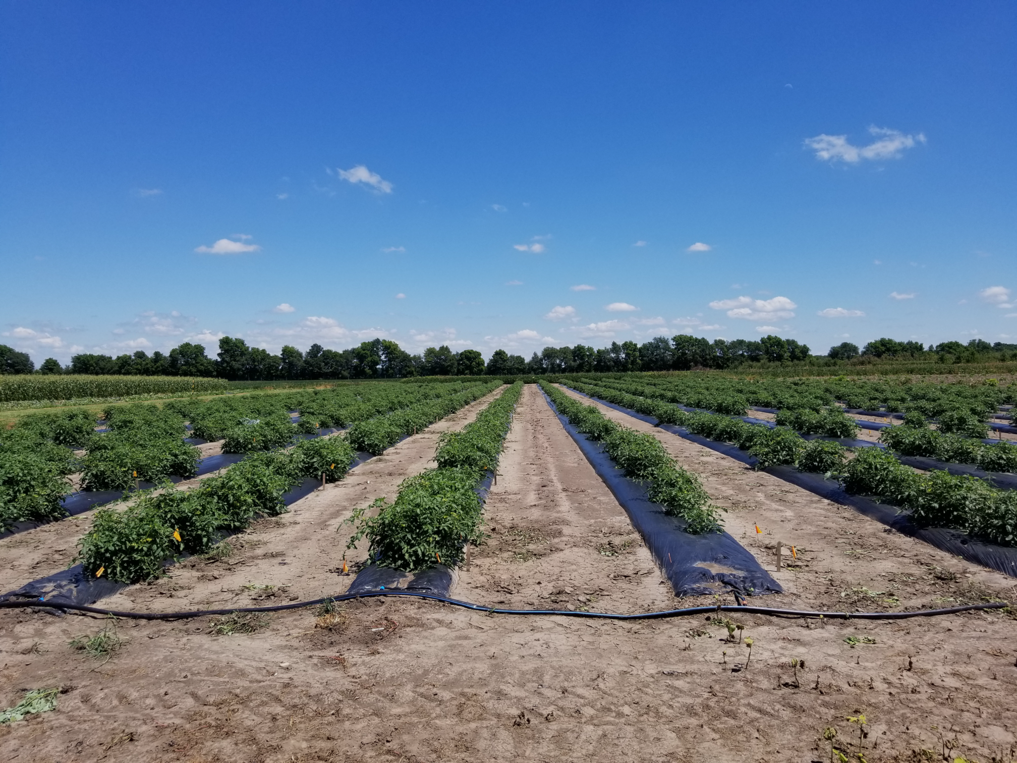 Tomato Field Banner