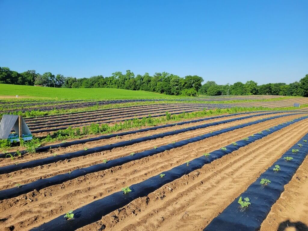 watermelon field