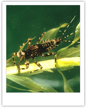Drunella grandis