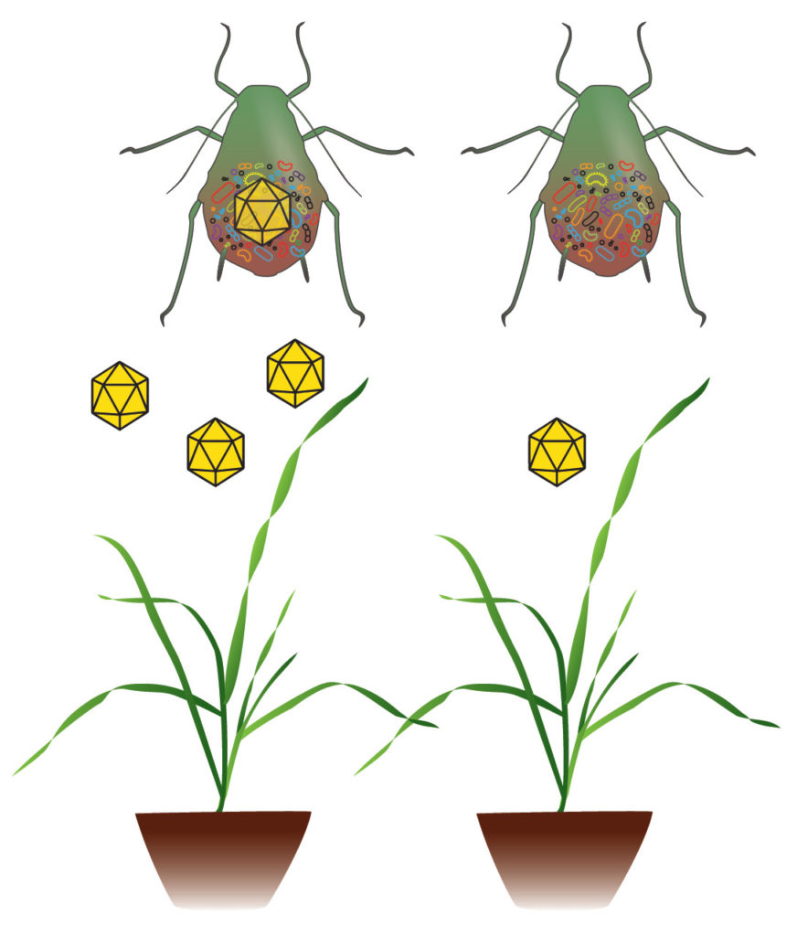 Vector Microbiomes - Plant Pathogen Dynamics