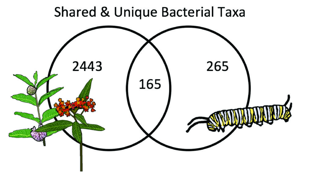 Milkweed Herbivore Microbiomes