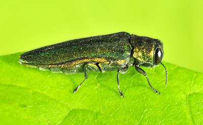 Emerald Ash Borer