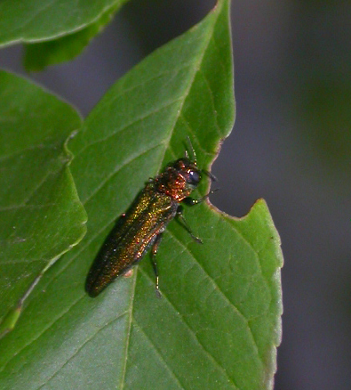 Emerald Ash Borer Feeding