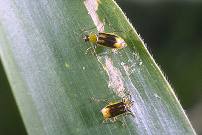 Western Corn Rootworm